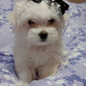 Meet your Posher, Vesna